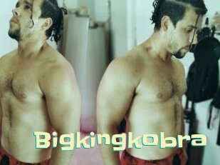 Bigkingkobra