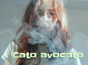 Cato_avocato