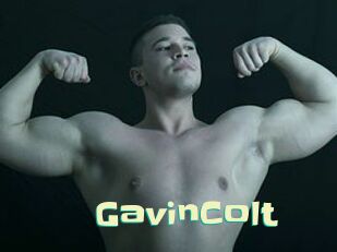 GavinColt