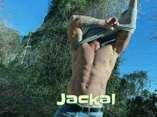 Jackal