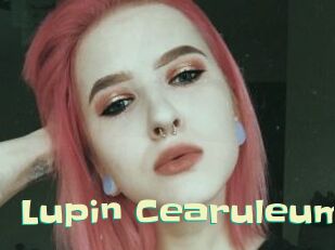 Lupin_Cearuleum