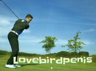 Lovebirdpenis