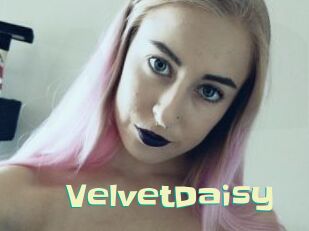 VelvetDaisy