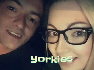 Yorkies